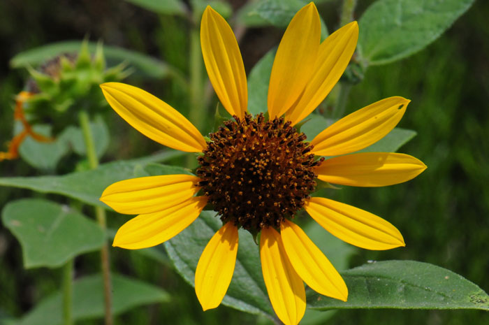 Common Sunflower is a native annual found throughout most of North America and one of the most well-known plants in the world. The plants have showy yellow flowers and may be used as attractive landscape features where bright color and dramatic vegetation is called for. Helianthus annuus 
